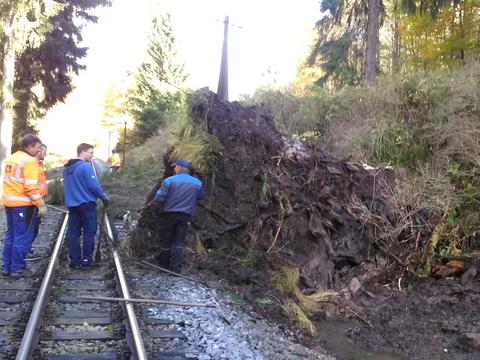 An der Wurzel des Baumes wird gearbeitet.