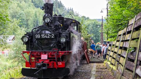 Ziegenentladung am Haltepunkt Wildbach